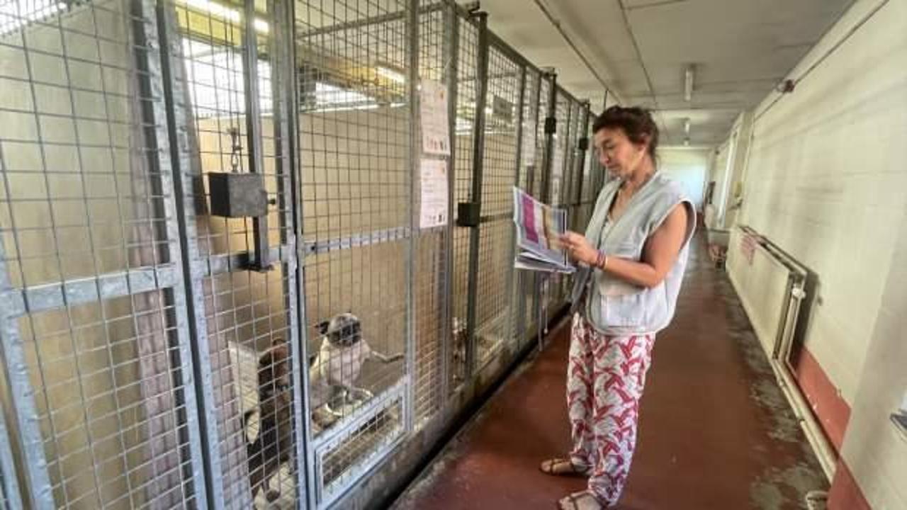 Belçika köpek sorununu böyle çözdü: 25 yıldır uygulanıyor!