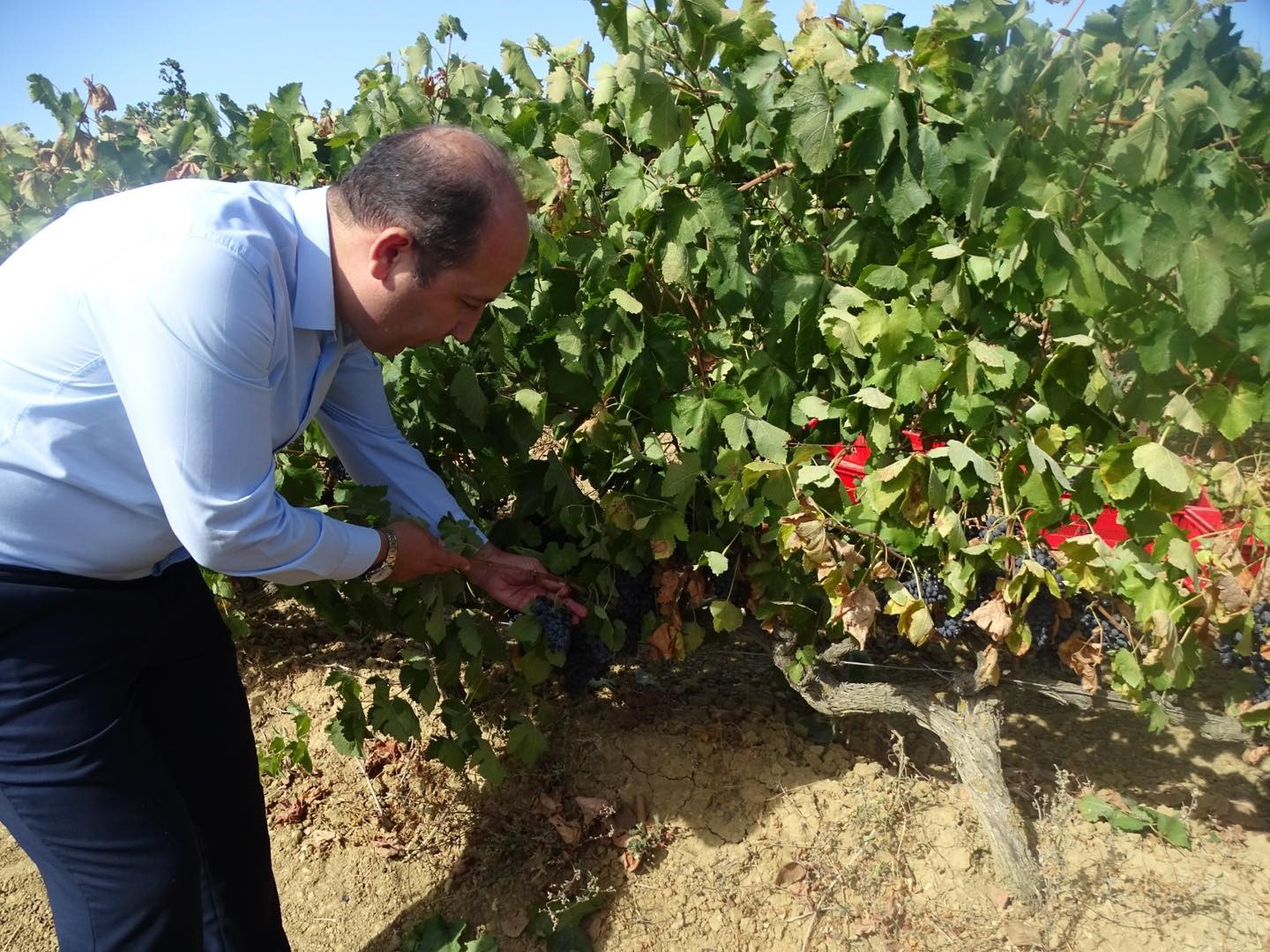 Tekirdağ’da üzümde rekolte kaybı yaşandı
