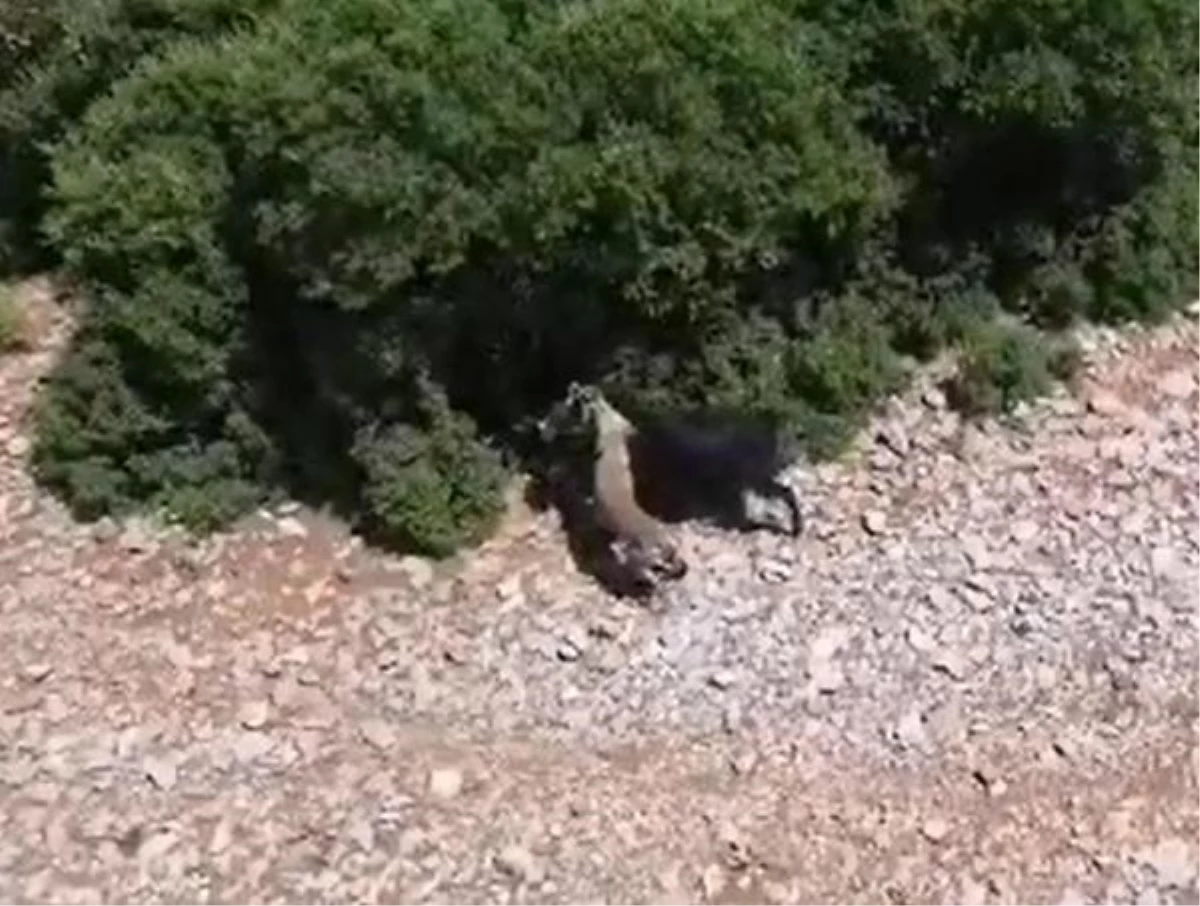 Çoban, keçi sürüsüne saldıran çakalı dronla görüntüledi