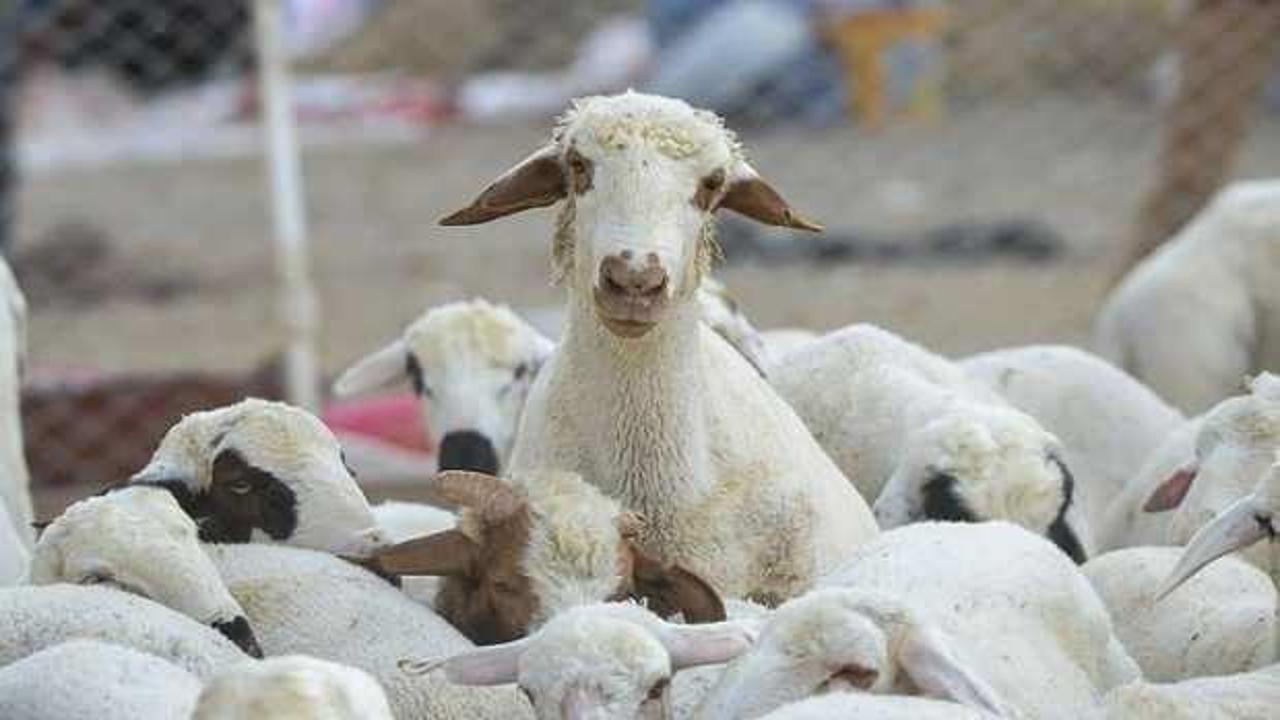 Depremden etkilenen illerde küçükbaş ve kanatlı hayvan ile arı dağıtımları tamamlandı