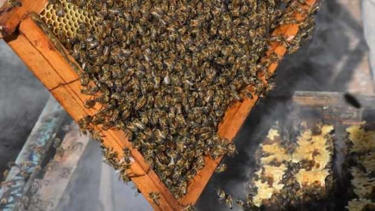 Doğu Karadeniz’in bal ihracatı 2,1 milyon doları buldu