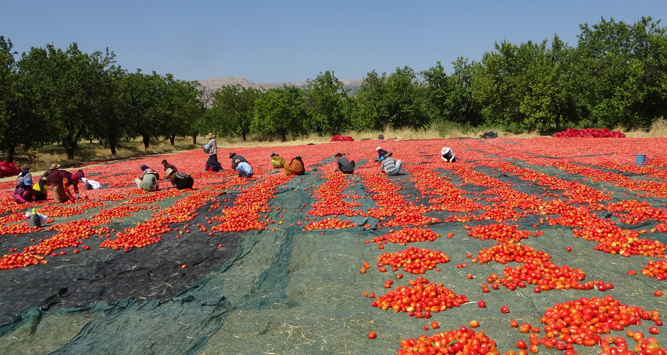 Yüzlerce dönüm arazide kurutulmuş domatesler ihrac ediliyor