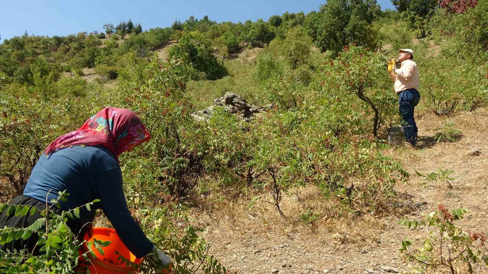 Kebapçıların gözdesi sumağın hasadı başladı