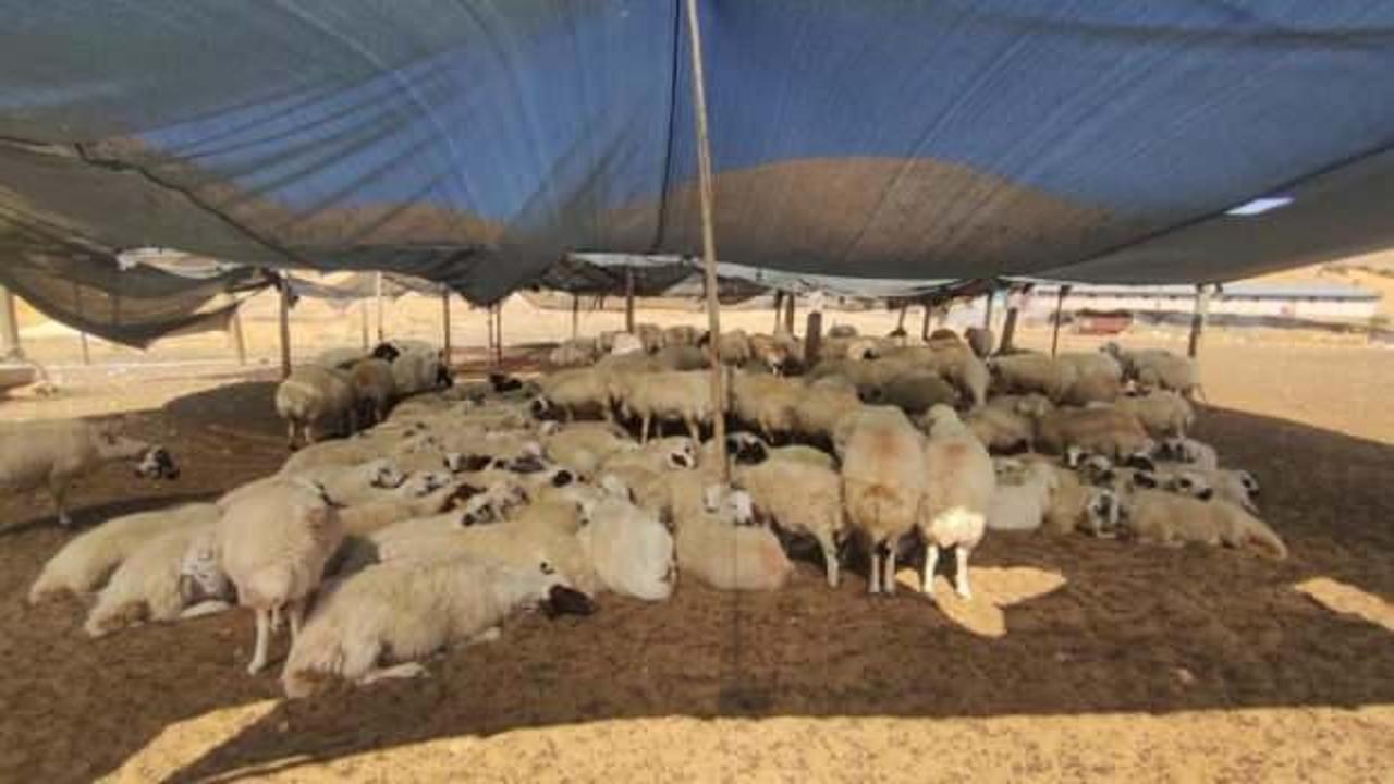 Elazığ’da çiftçiler 40 bin lira maaşa çoban bulunmuyor