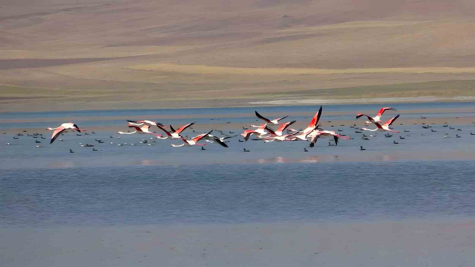 Erçek Gölü flamingoların gözde mekanı haline geldi