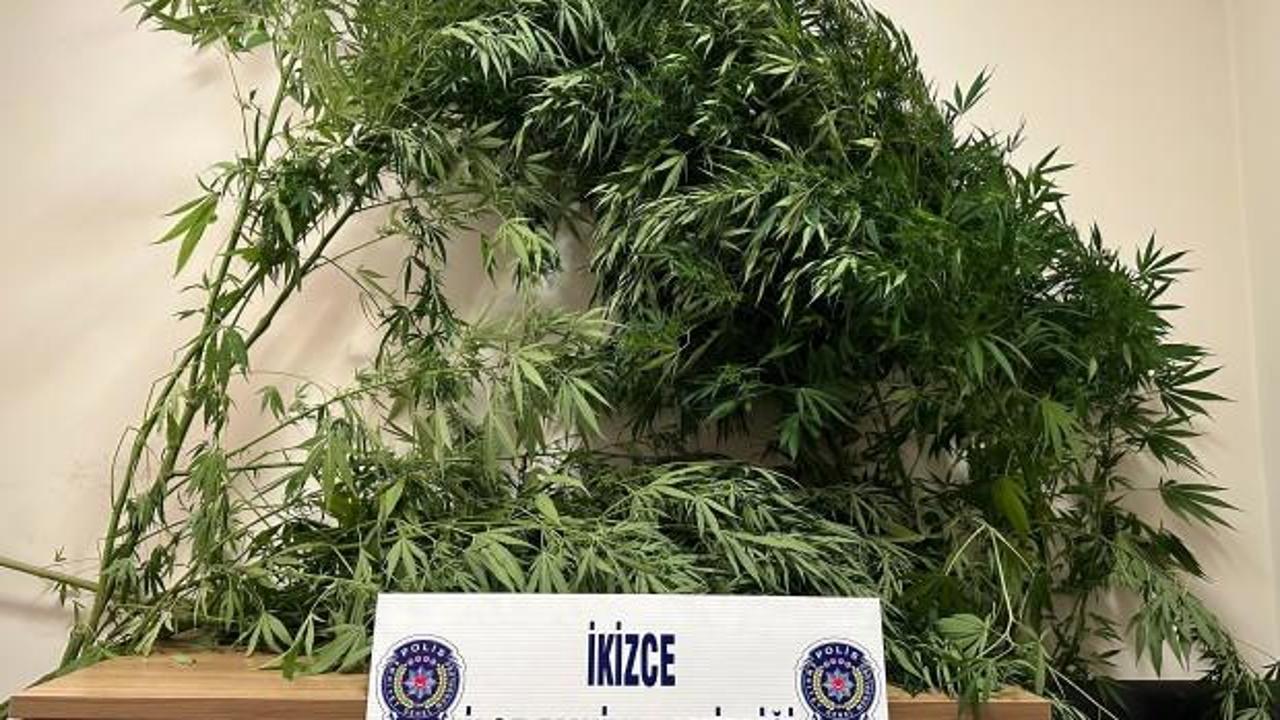Esrar üretimi için bahçesine kenevir ekti: İhbar üzerine yakalandı