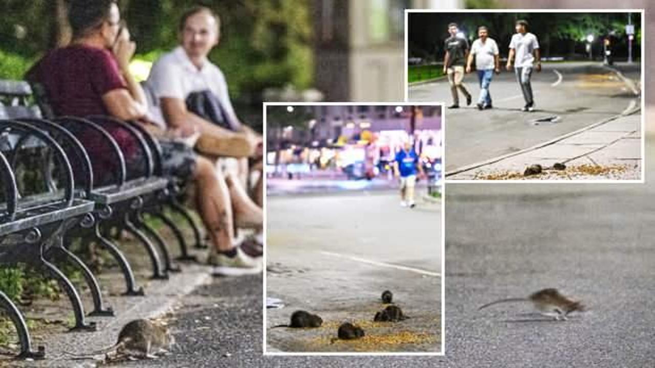 Fareler New York’ta gözle görülür hal aldı