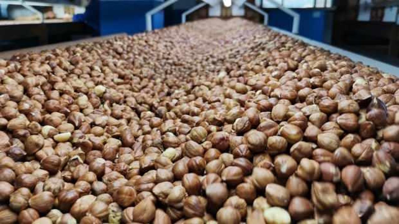 Fındık ihracatının yüzde 34’ü Trabzon’dan yapıldı