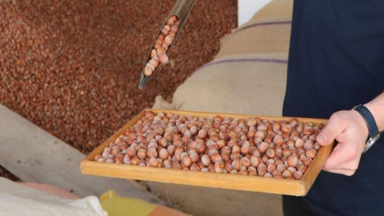 Rekolte kaybıyla fındık fiyatlarını zirveye çıkardı