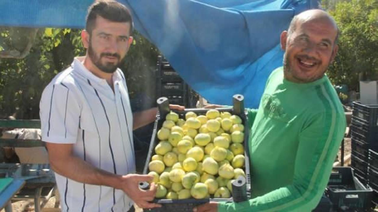 İncir üreticisinin yüzünü güldürdü