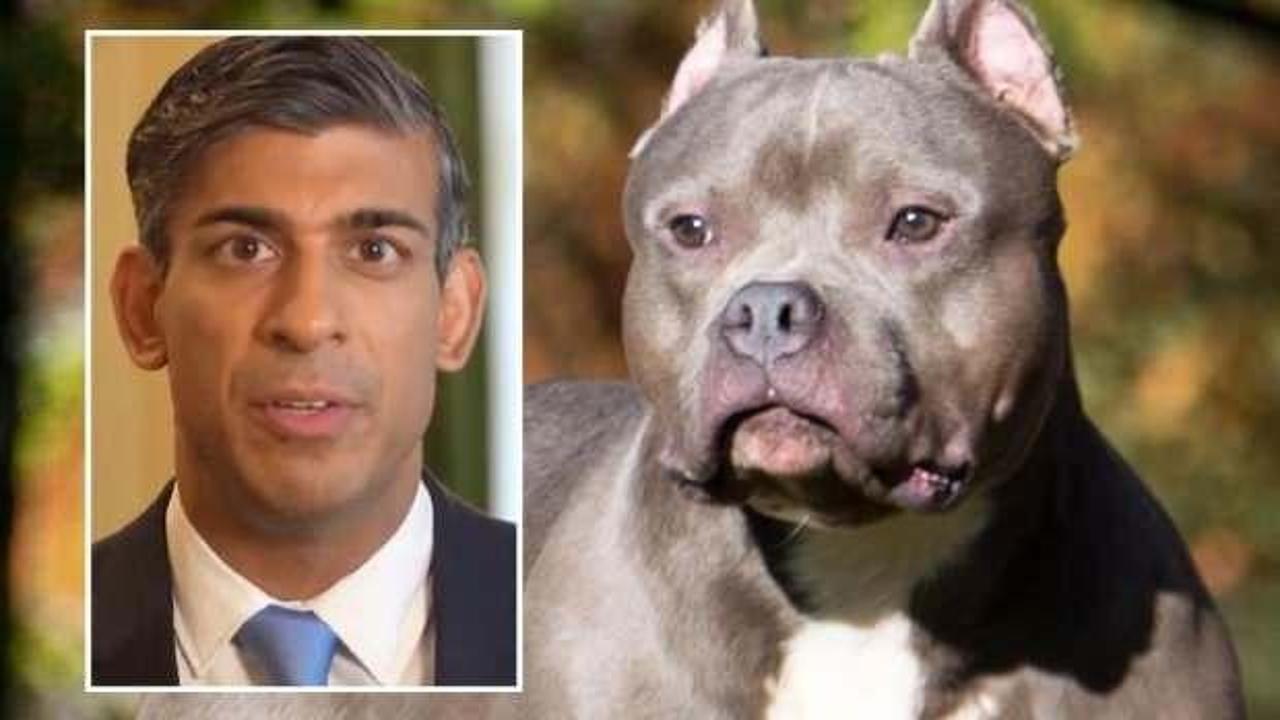 İngiltere “American Bully XL” cinsi köpekleri yasaklayacak