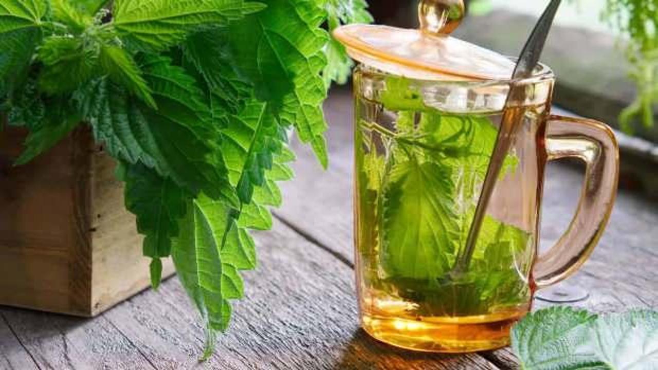 Isırgan otu çayı faydaları nelerdir, nasıl yapılır? Taze ve kuru ısırgan otu çayı mucizesi