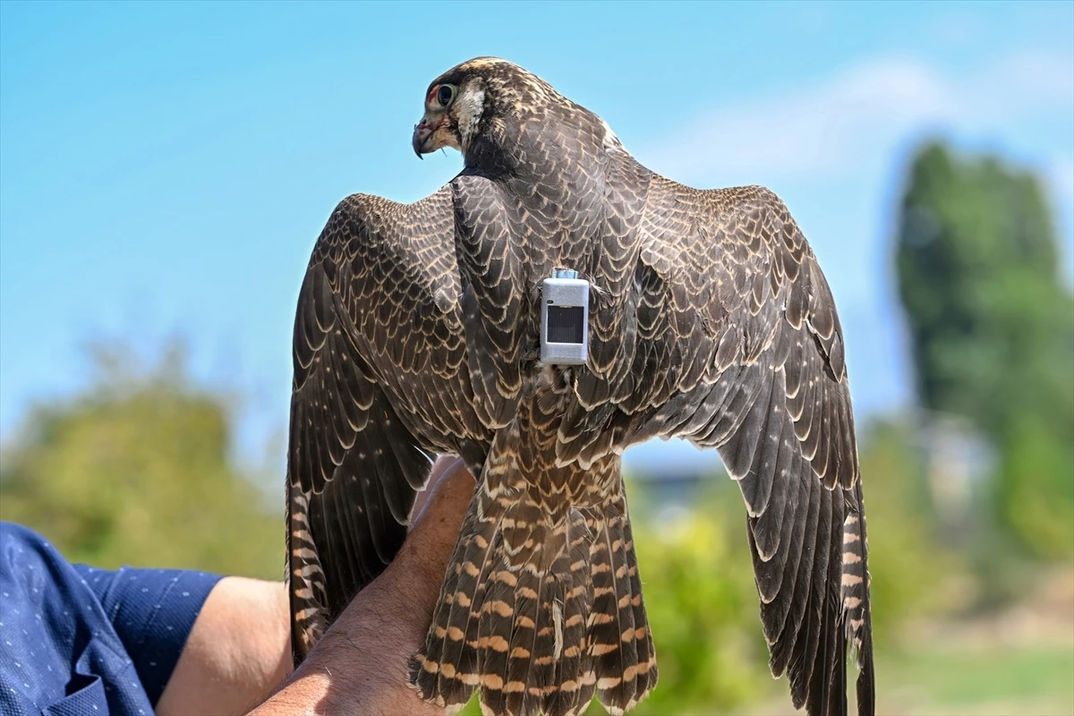 İsrail’de takılan vericiyle göç yolculuğu takip edilen gökdoğan kuşu Van’da tedavi altına alındı