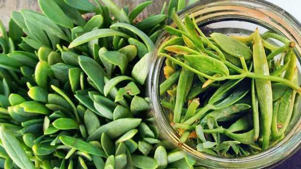 Kaya koruğu faydaları nelerdir, nasıl kullanılır? Kaya koruğu kulağa iyi gelir mi?