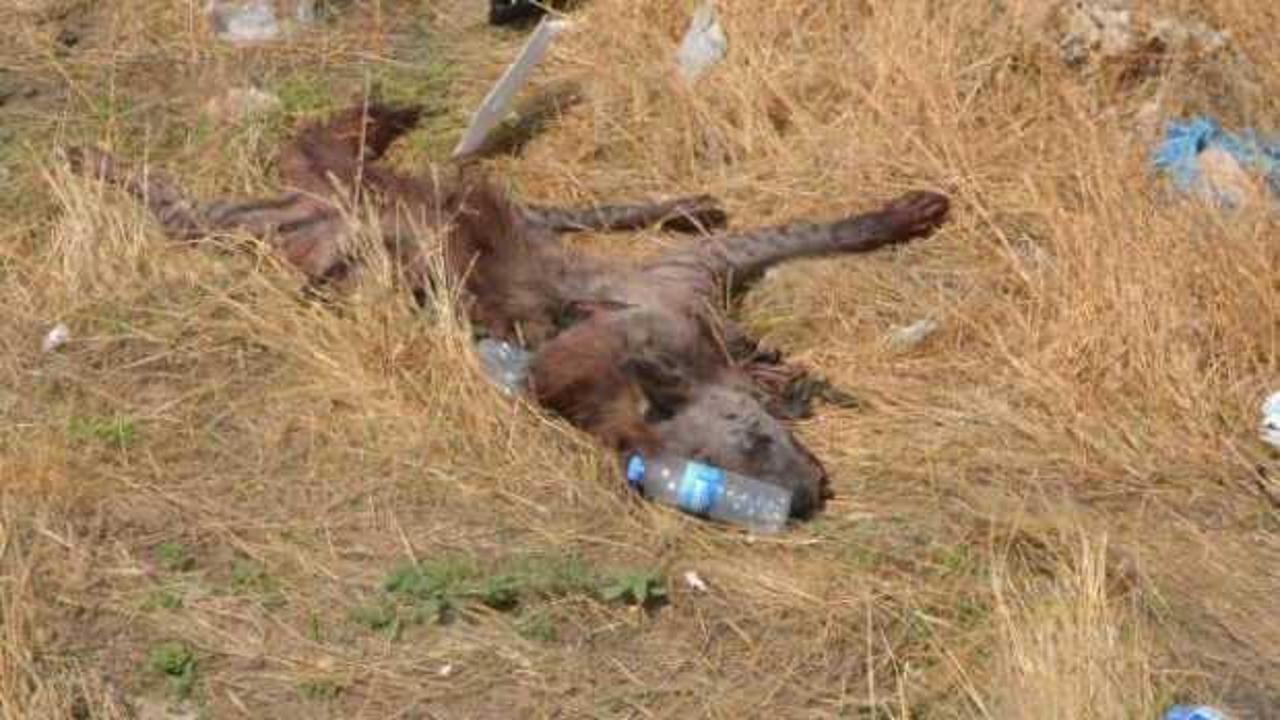 Kimin çarptığı bulunursa 70 bin lira ceza kesilecek!