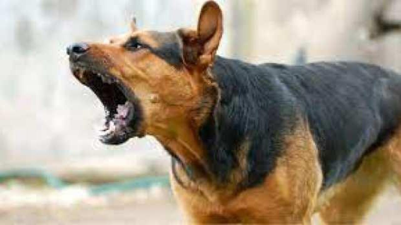 Konya’da sahipsiz köpek dehşeti: 8 yaşındaki çocuk yaralandı!