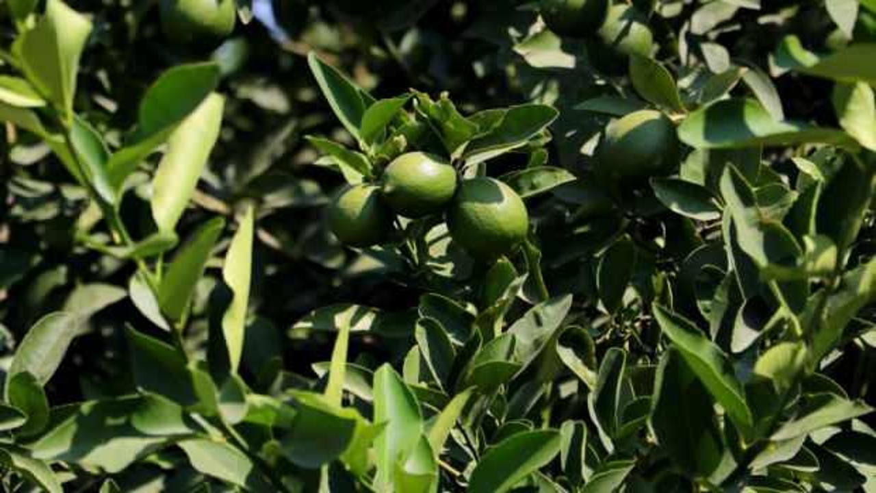 Limonda hasat başladı, verim yüzleri güldürdü