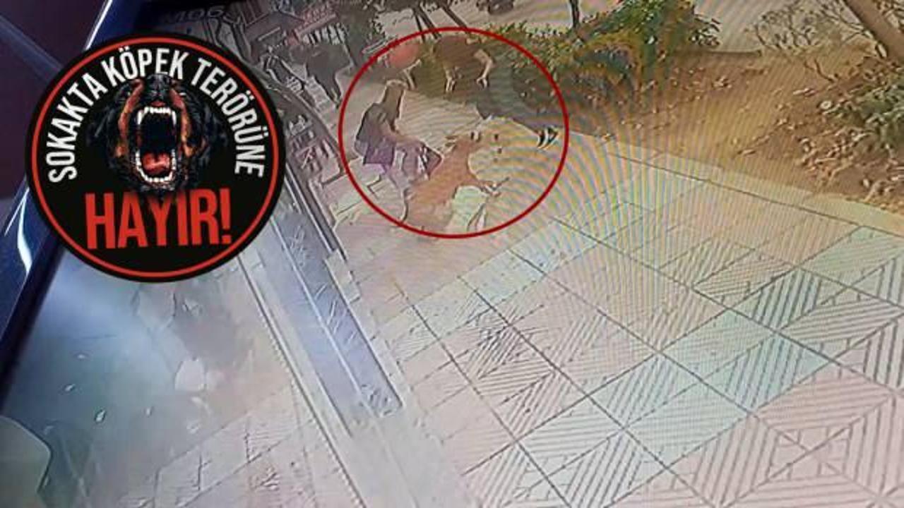 Manisa’da başıboş pitbull dehşeti: Anne, kızı ve sahipli köpeklerine saldırdı!