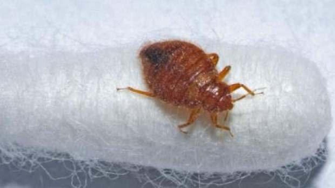 Paris’i tahtakuruları bastı