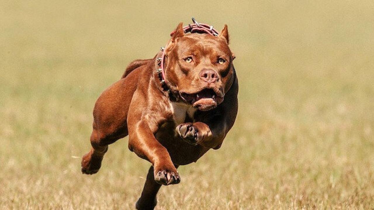 Pitpull köpeğinin saldırdığı 5 yaşındaki çocuk hastaneye kaldırıldı