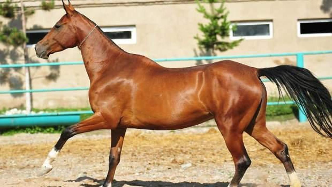 Sahibini ısıran at kuduz çıktı, köy karantinaya alındı