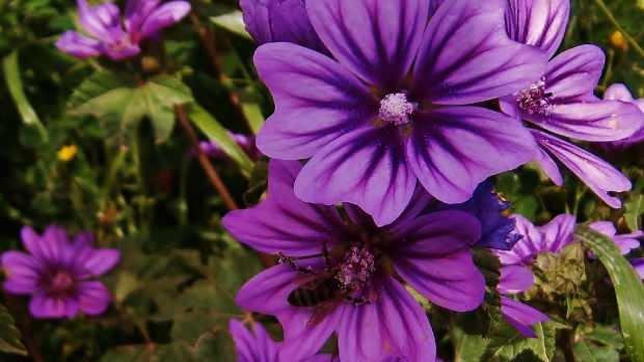 Taze ebegümeci nasıl tüketilir? Ebegümeci çayının faydaları…