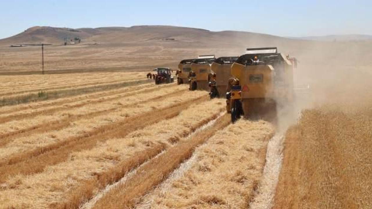 TİGEM işletmelerinde hasat rekoru
