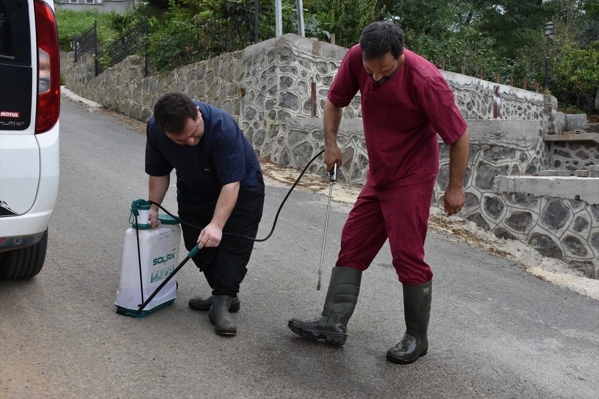 Trabzon’da Büyükbaş Hayvanlara Şap Aşılama Programı Başlatıldı