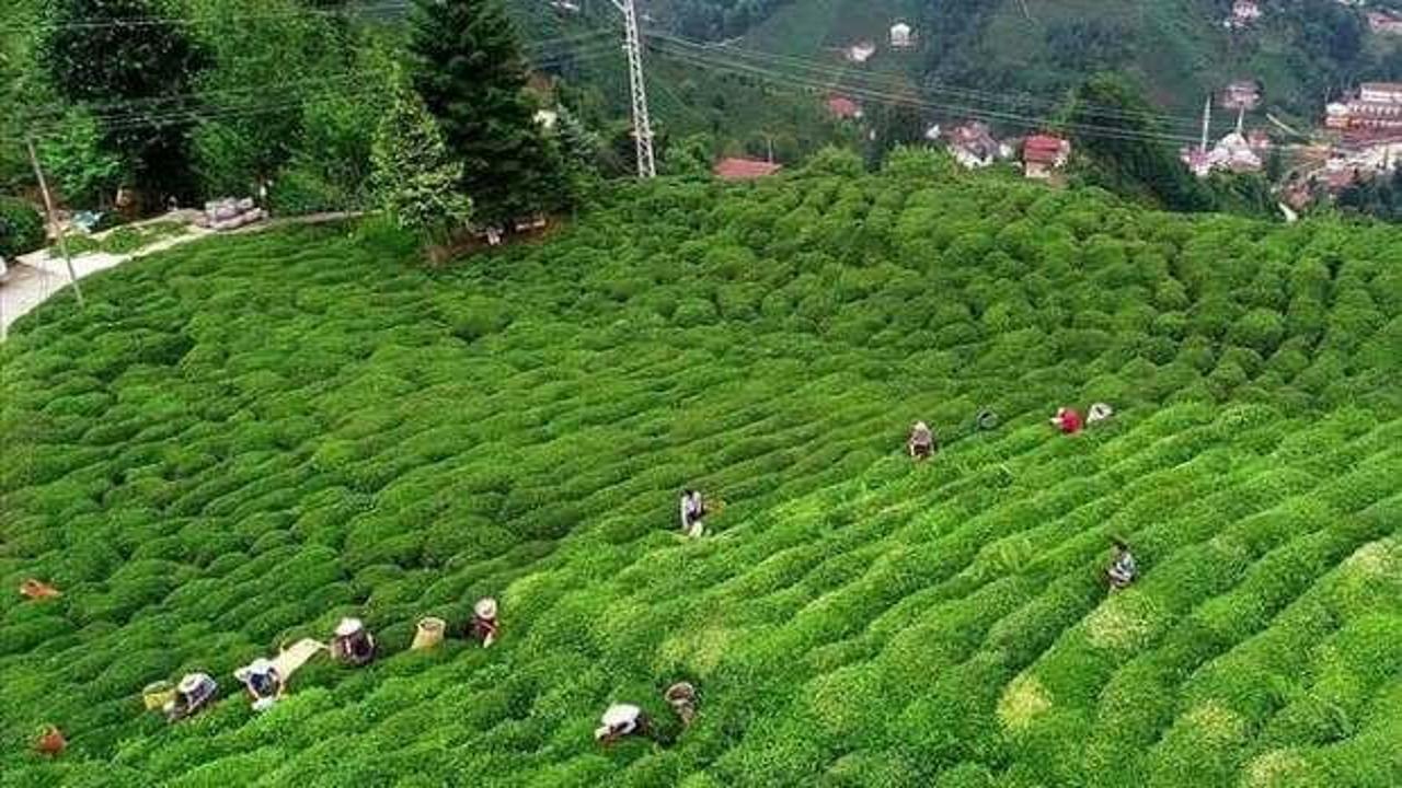 Türk çayı ihracatı 8 ayda yüzde 22 arttı