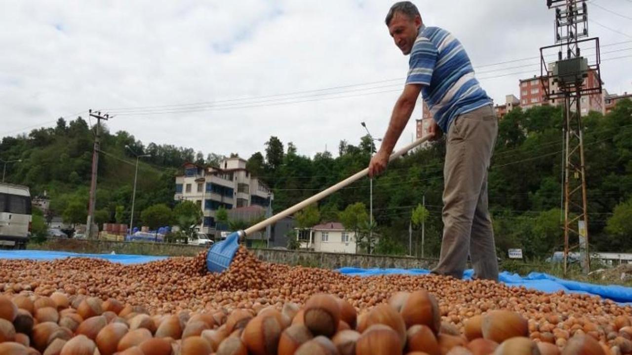 Fındıkta ihracat hedefi belli oldu