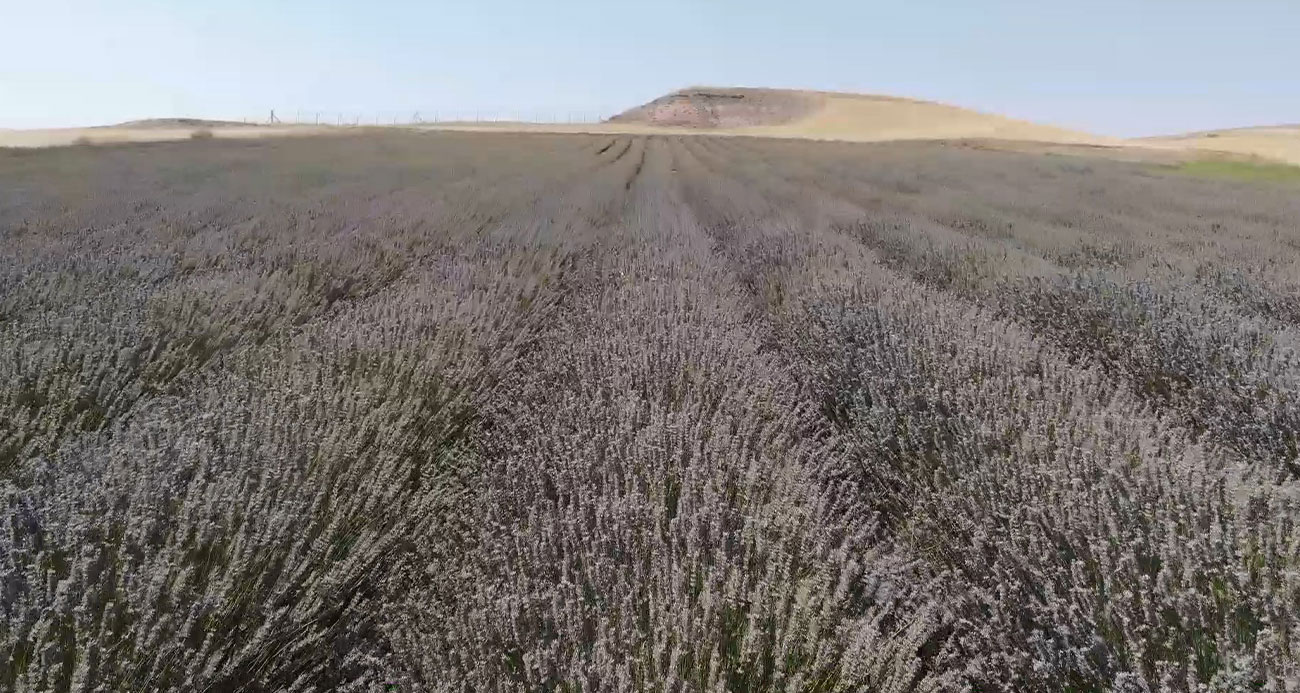Kadın girişimci devletten aldığı destekle lavanta yetiştiriyor