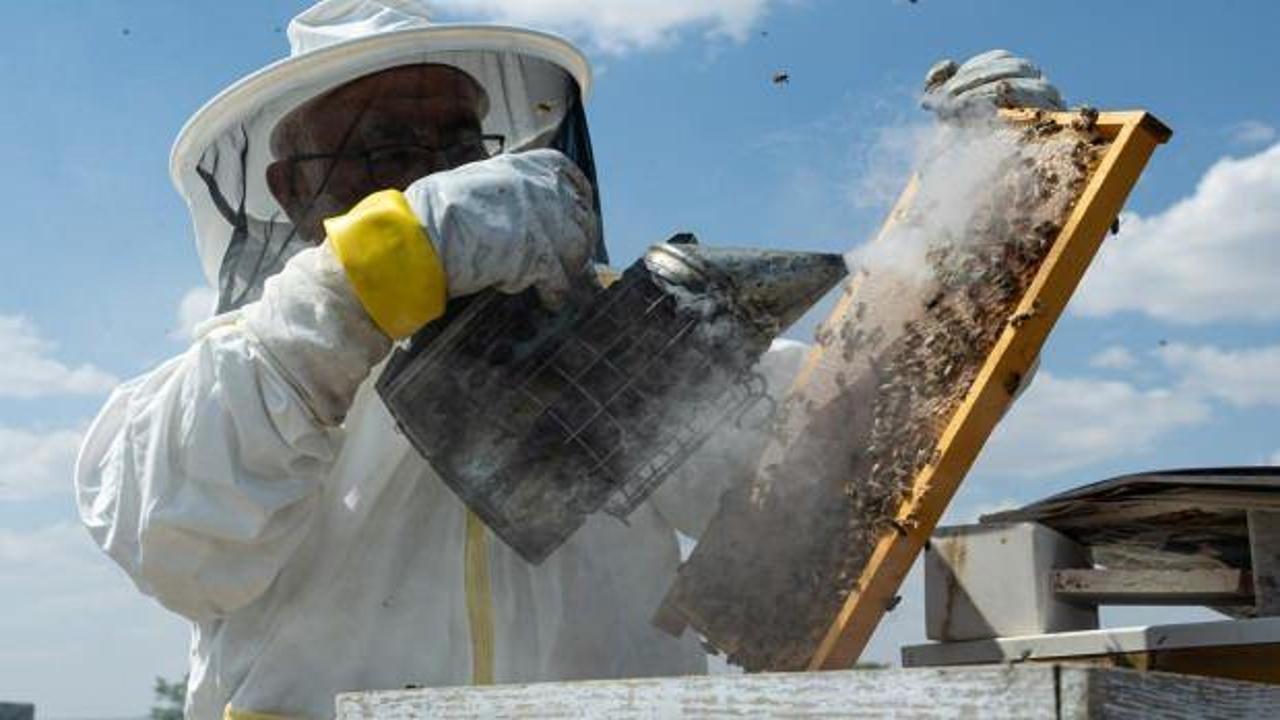 Yöresel hayvancılık projelerine hibe desteği