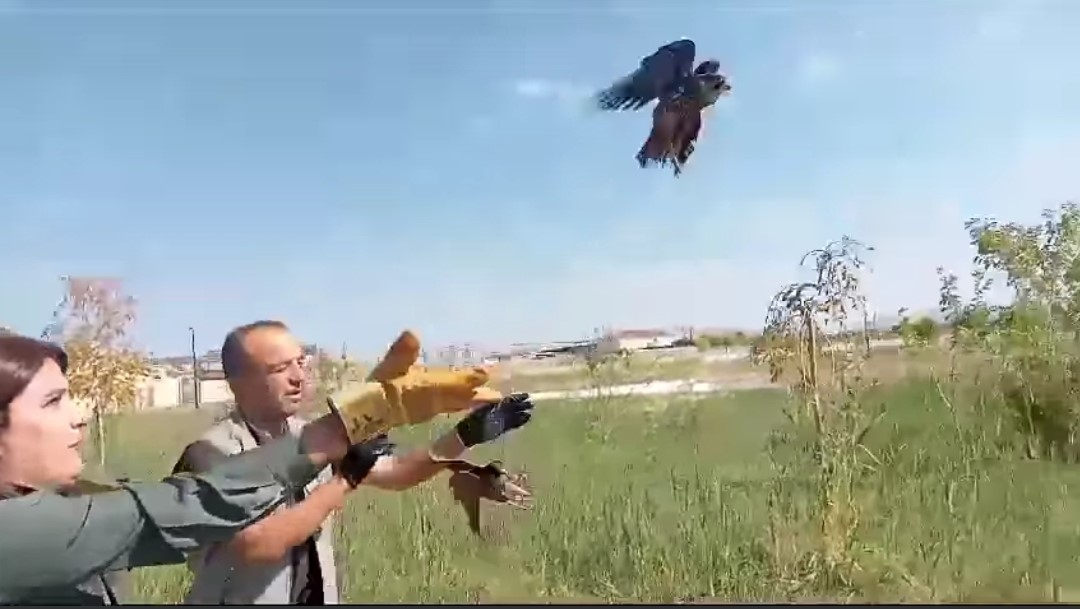 Van’da tedavisi tamamlanan kuşlar doğaya salındı