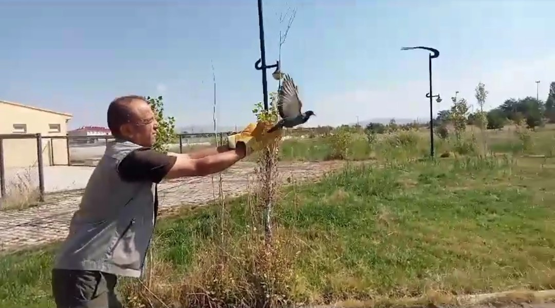 Van’da tedavisi tamamlanan kuşlar doğaya salındı
