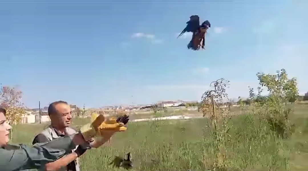 Van’da tedavisi tamamlanan kuşlar doğaya salındı