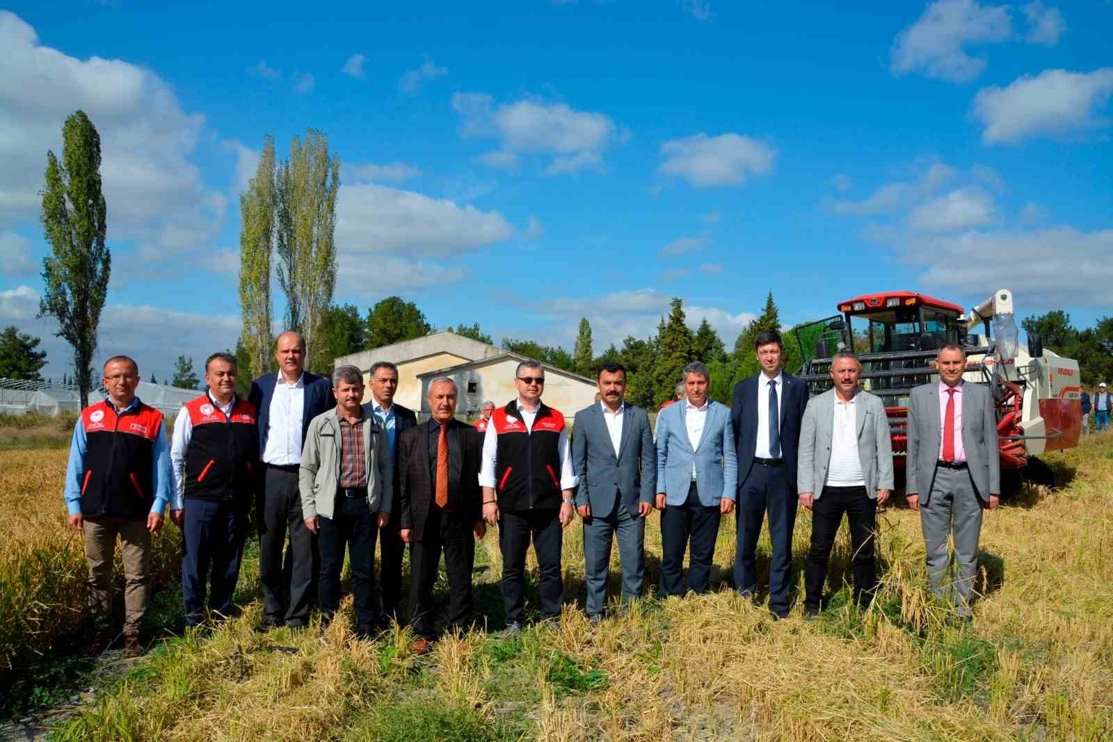 Tarım Liseli öğrencilerden çeltik hasadı