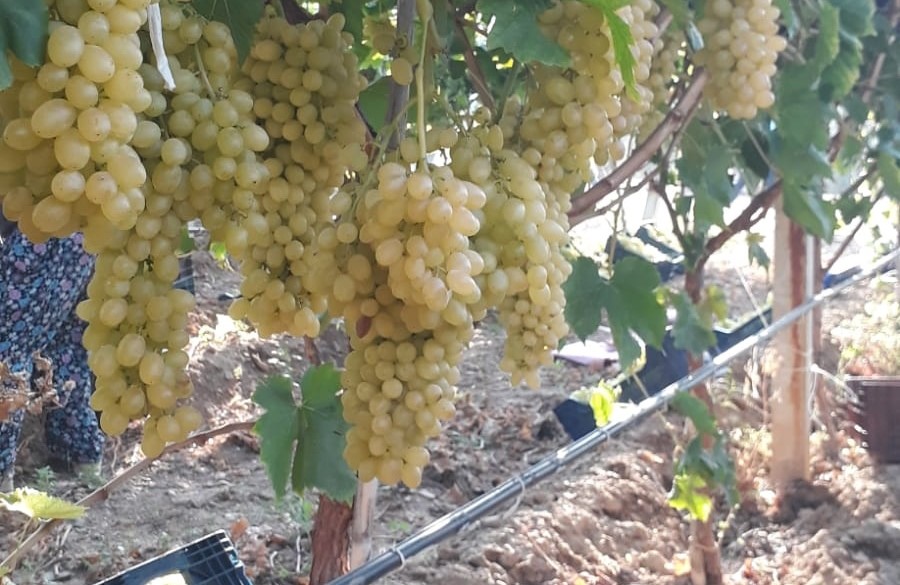 Sarıgöl’de üzüm piyasası canlandı