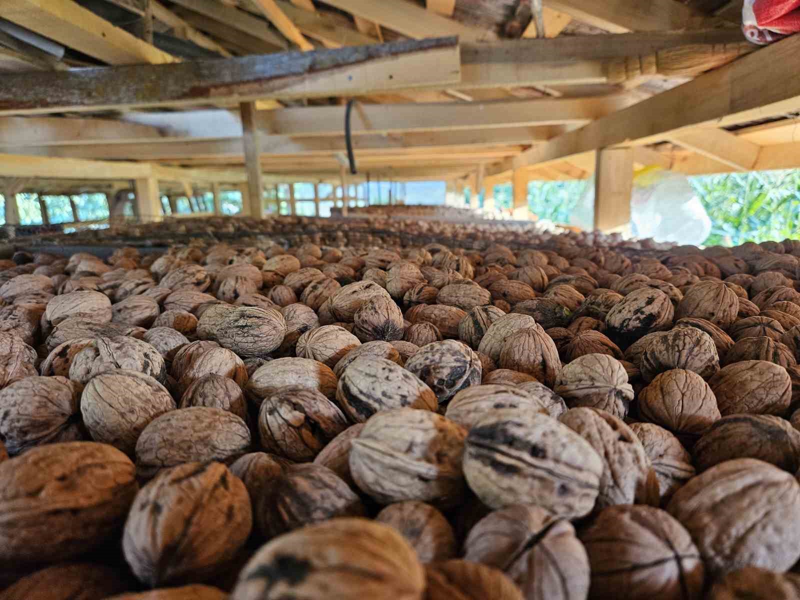 Balıkesir’de ceviz hasadı başladı