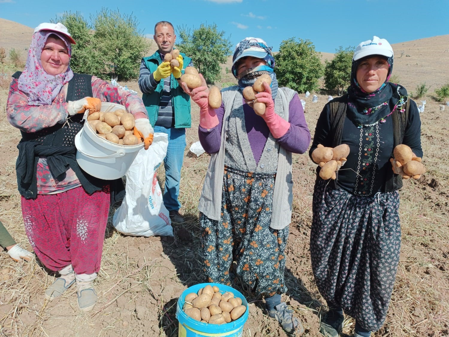 Fazla güneş aldığı için ayrı bir lezzeti olan ‘agria’ cinsi patateste hasat başladı