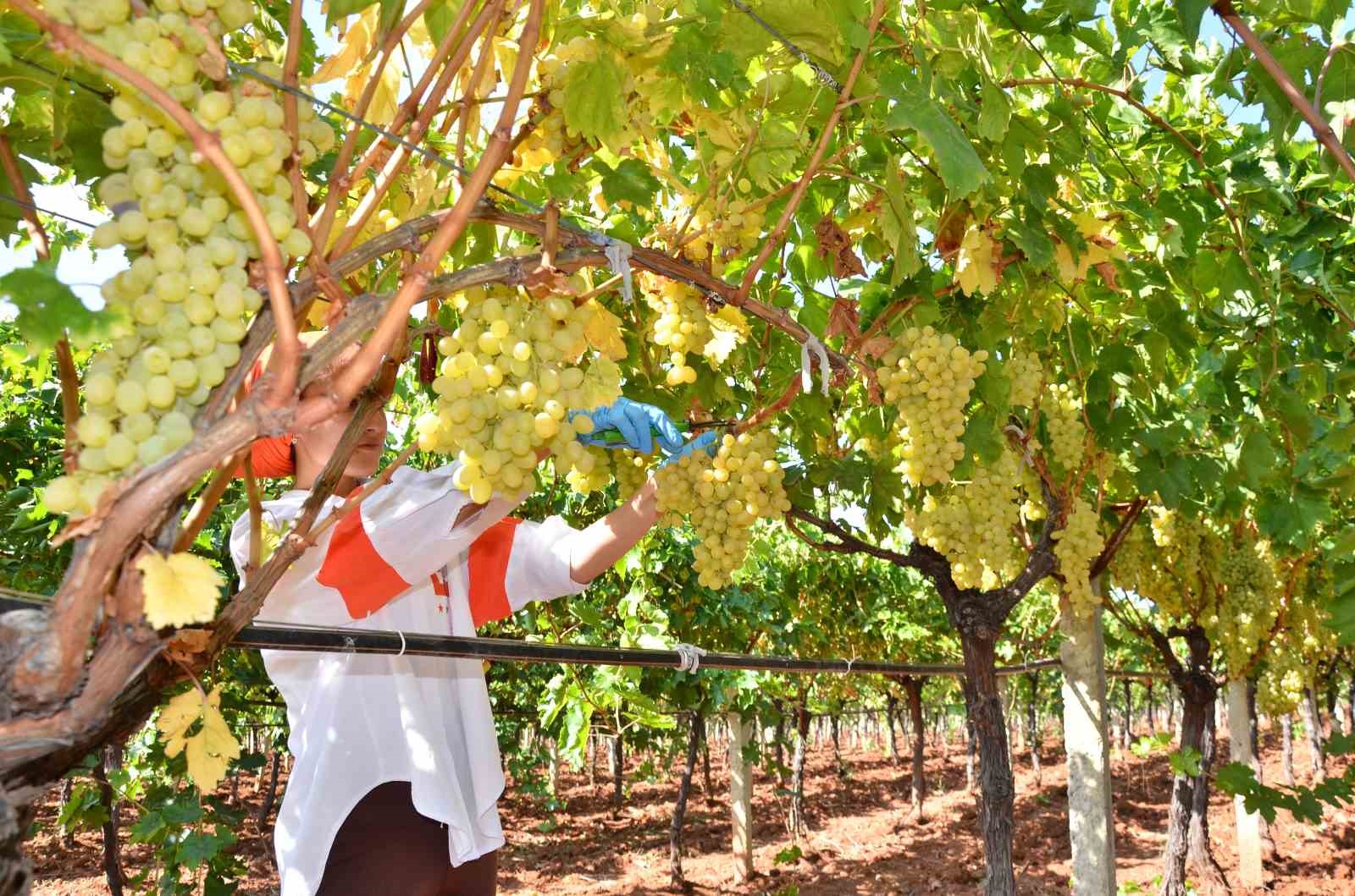 Denizli’nin bağlarında üzüm hasadı sona erdi