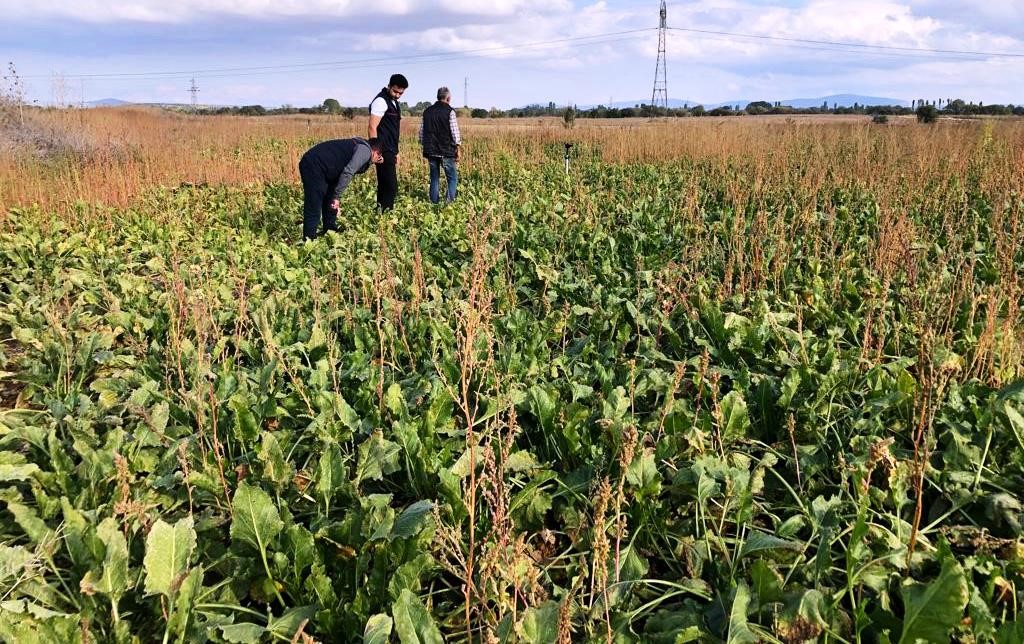 Emet’te şekerpancarı ekili alanlar kontrol edildi