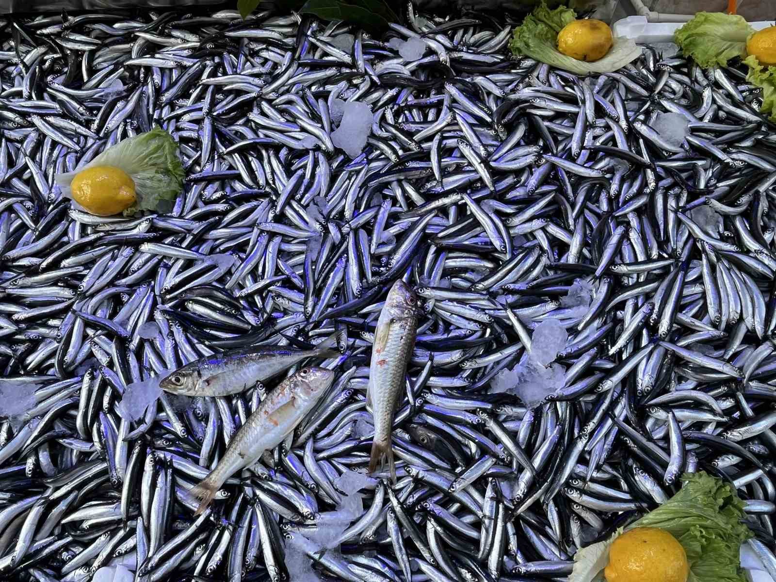 Sinop’ta hamsi bereketi: Kilosu 50 lira