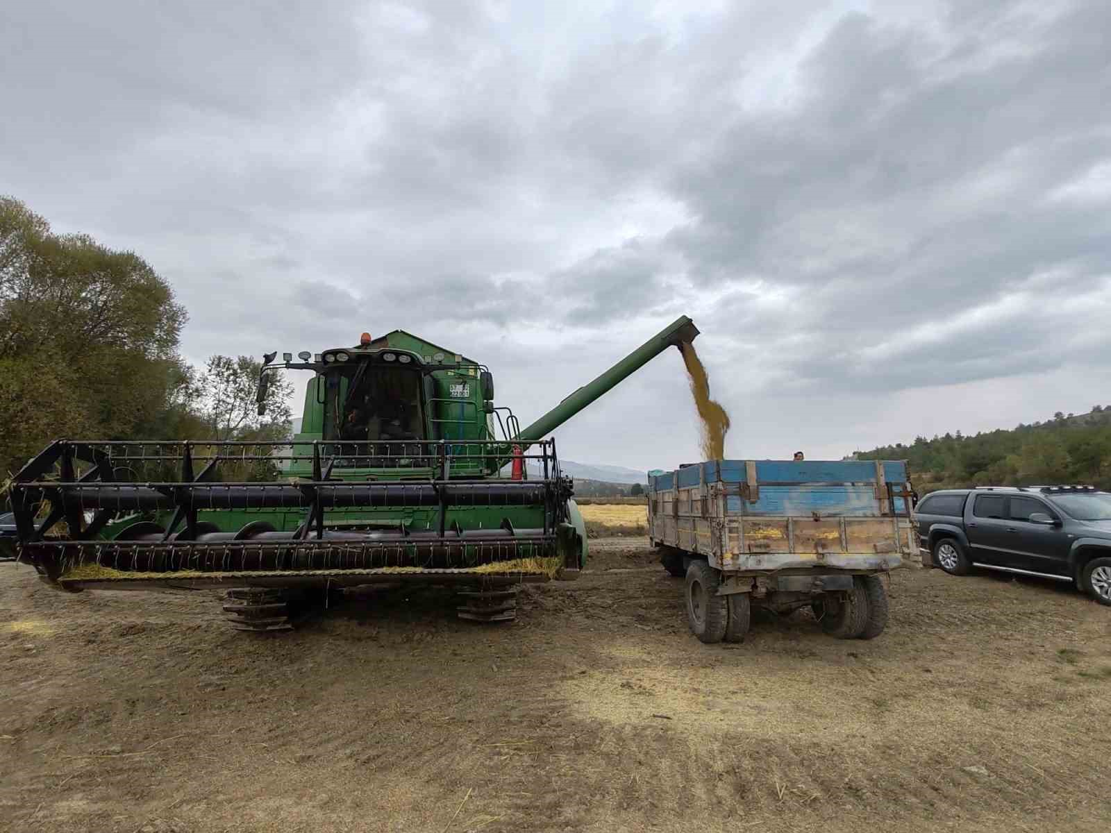 Kastamonu’da çeltik hasadı devam ediyor