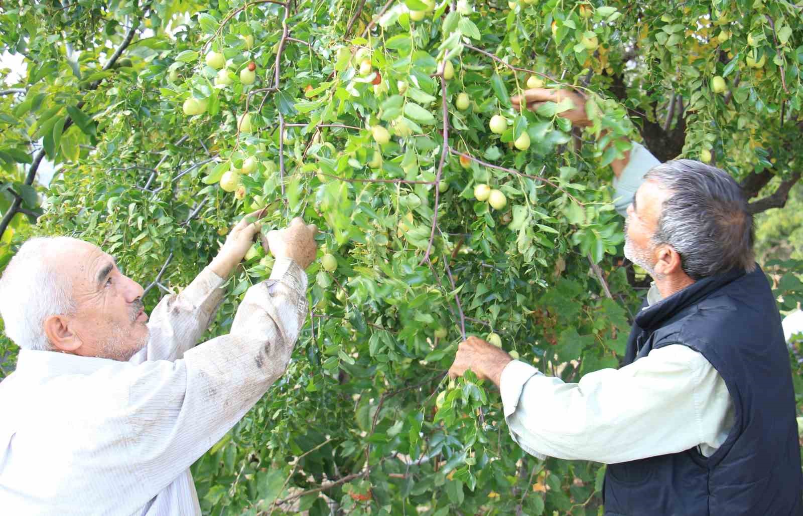 Çit bitkisi olarak dikilen şifa deposu “hünnap” gelir kapısı oldu