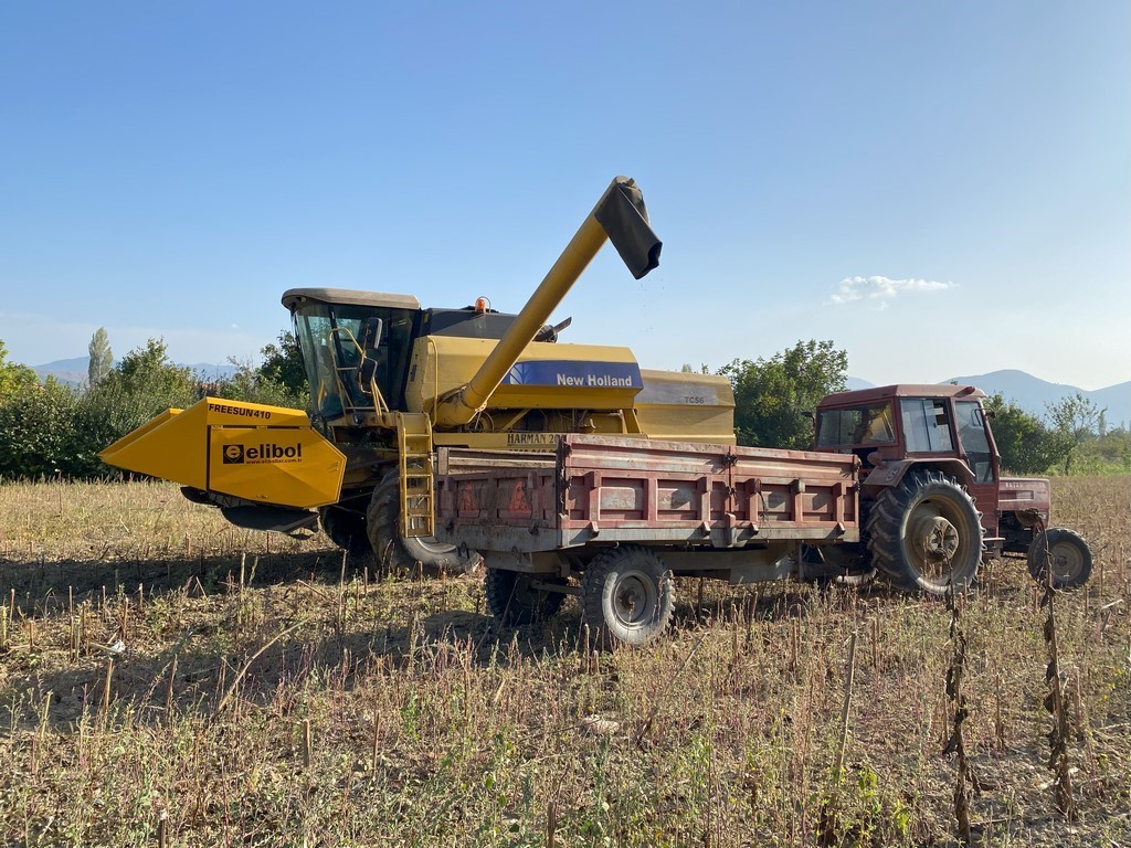 (ÖZEL) Bilecik’te yağlık ve çerezlik ayçiçeği hasadı tamamlandı