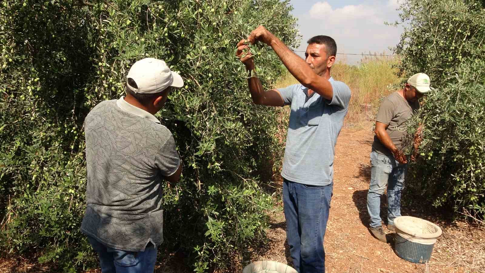 Mersin’de zeytinin lezzete dönüşen zahmetli yağ yolculuğu başladı