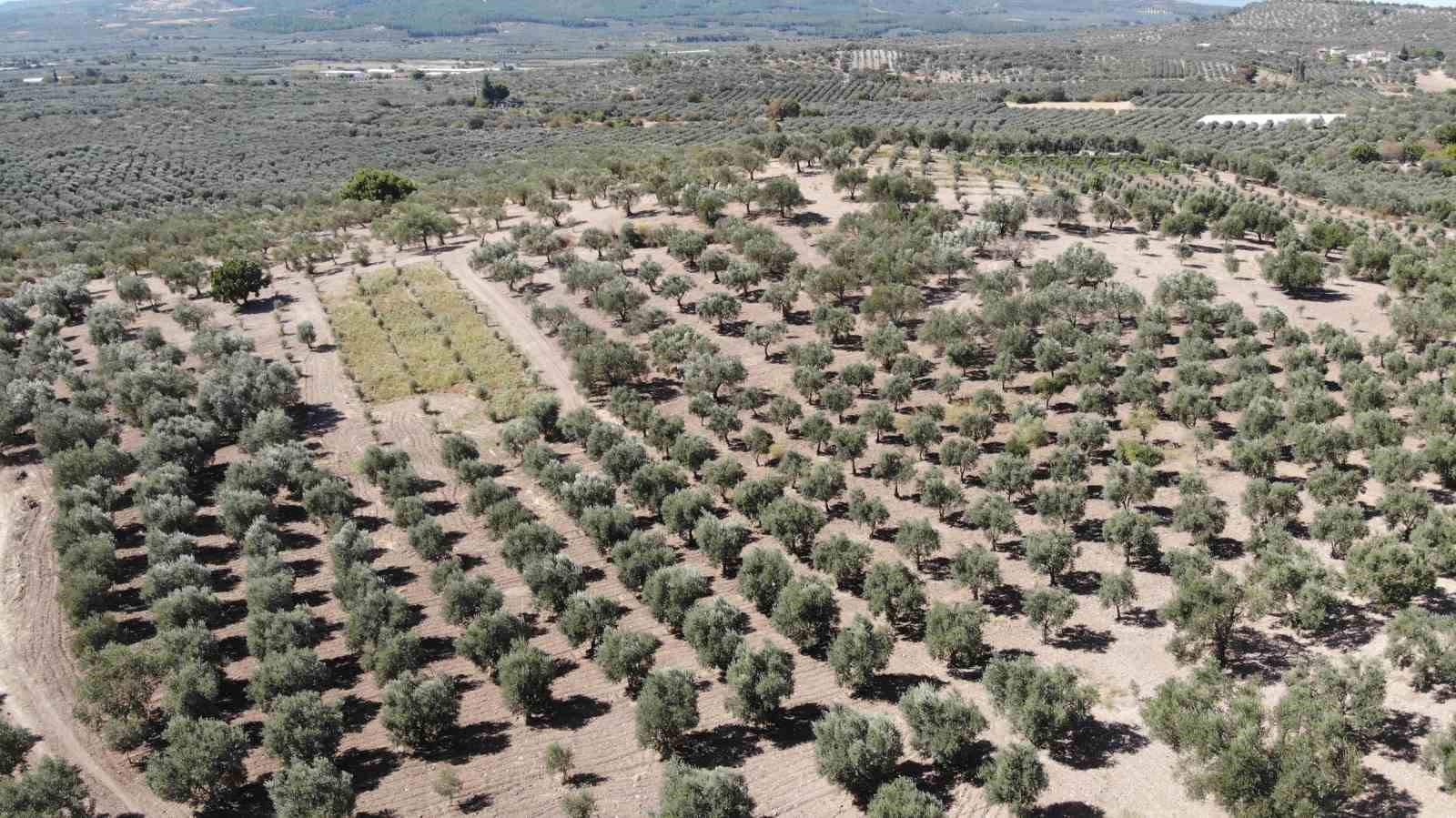 Zeytinde rekolte düşük, fiyatlar şişkin