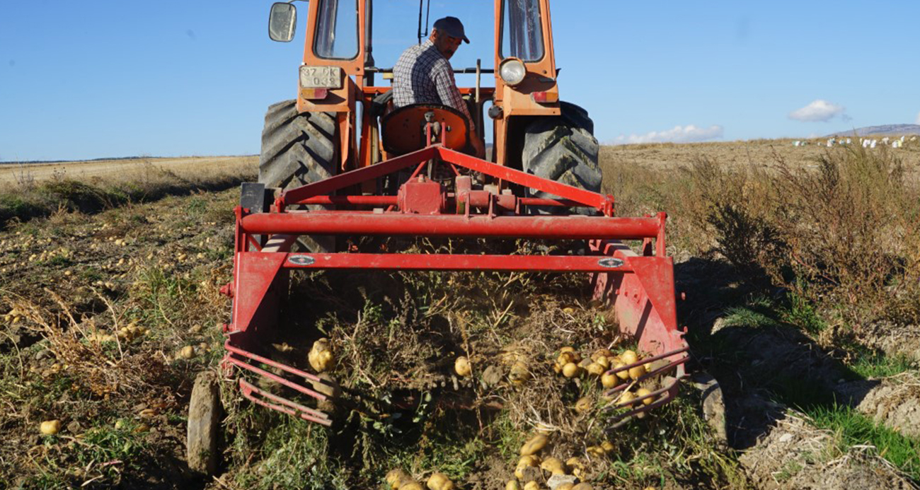 Kastamonu’da hasadı yapılan patatesin fiyatı çiftçilerin yüzünü güldürüyor