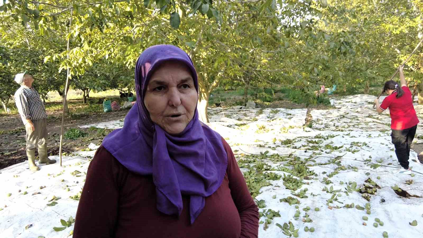 Balıkesir’de ceviz hasadı başladı
