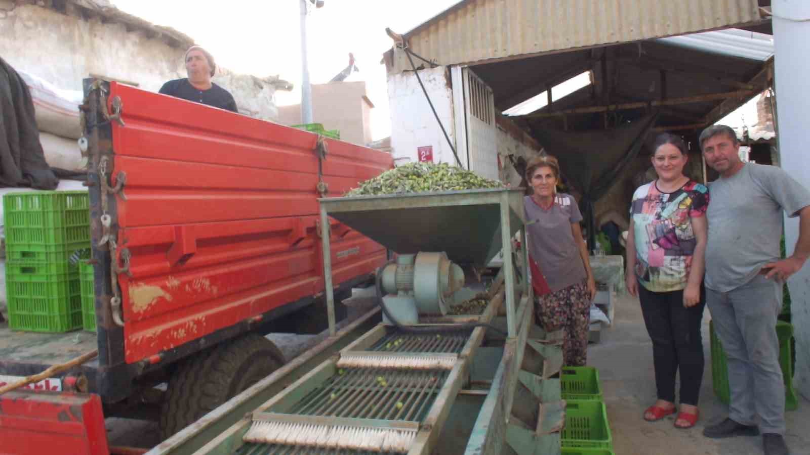 Balıkesir’de yeşil zeytin alımı başladı